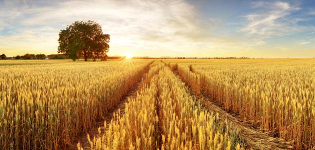 الفرق بين الحنطة والقمح موثوق